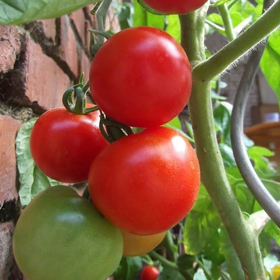 Солероссо F1 семена томата процессингового (Nunhems / Нюнемс) культура – фото 4