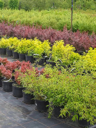 Саженцы  декоративно-лиственных (каталог готовится)