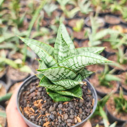 Сансевиерия ATHALIA