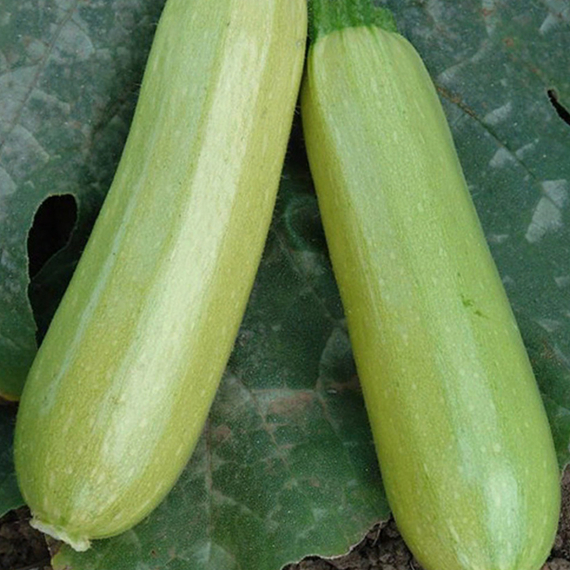Искандер F1 семена кабачка (Seminis / Семинис) культура – фото 2