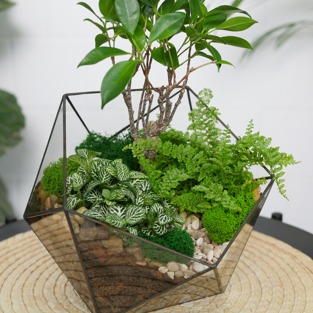 Готовый флорариум бонсай Фикус Икос