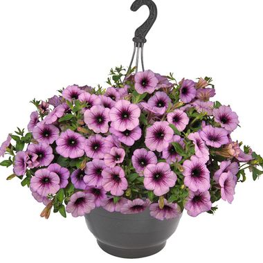 32314 Петуния SURPRISE RASPBERRY GEM (ВЕСНА 2025)
