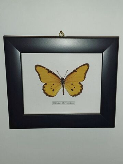 Бабочка Danaus chrysippus в рамке