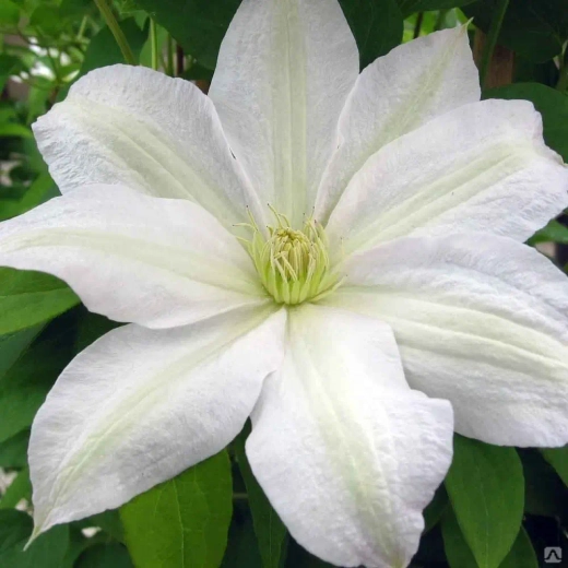 Клематис гибридный Роко-Колла трехлетка наличие