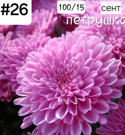 САЖЕНЦЫ ХРИЗАНТЕМЫ КРУПНОЦВЕТКОВОЙ № 26 ПЕТРУШКА