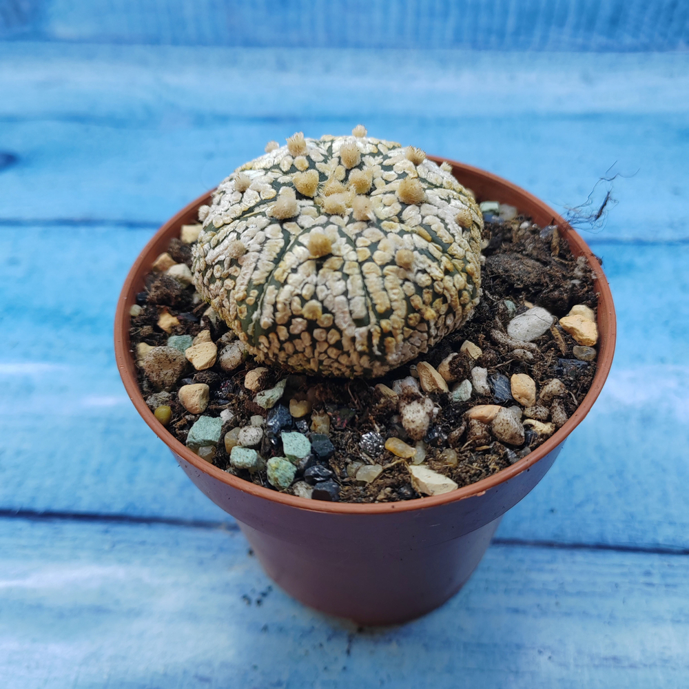 Astrophytum Asterias "Super Kabuto" (Астрофитум)
