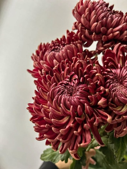 Хризантема бордовая