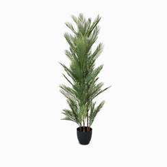 Ховея Пальмовая высота 178 см