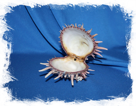 Спондилус Риви (Spondylus reevei)