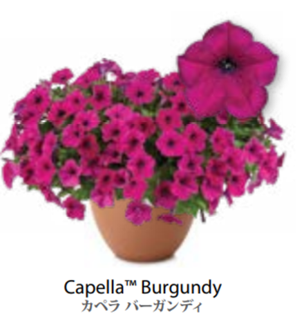 ЕВРО Petunia Capella Burgundy укорененный черенок середина декабря 25