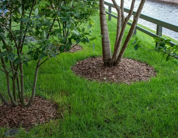 Мульчирование приствольных кругов в Иркутской области: как сохранить тепло и влагу