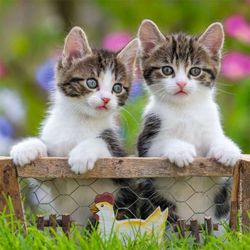 Котики 3x49 деталей 080465