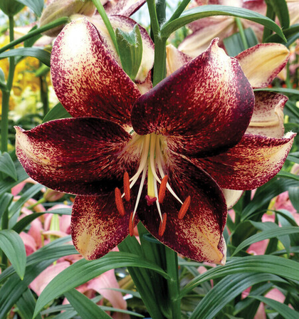 Лилия Чоколейт Ивент азиатская