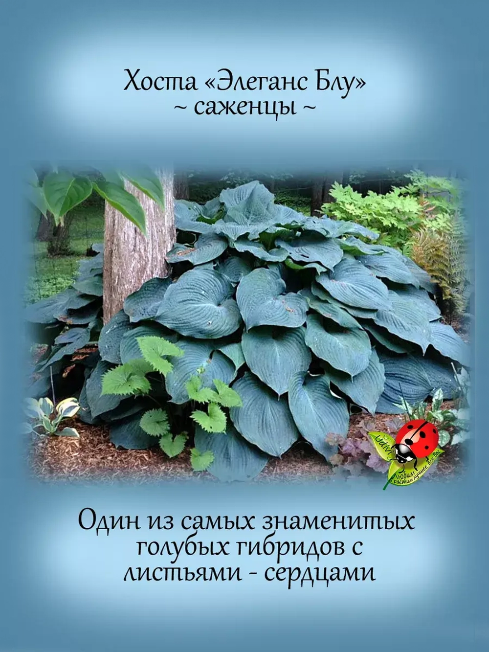 Хоста Элеганс Блу голубая крупная многолетняя