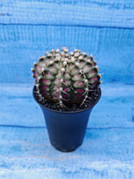 Gymnocalycium T-Rex Pink hybride (Гимнокалициум T-rex)
