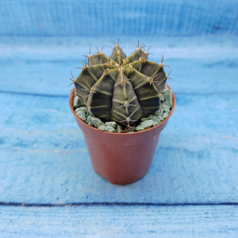 Gymnocalycium Friedrichii (Гимнокалициум)