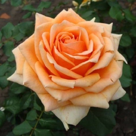 Роза чайно-гибридная Kings Day