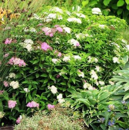 Спирея японская Shirobana