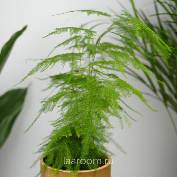 Аспарагус Сетацеус Плюмосус 12/35