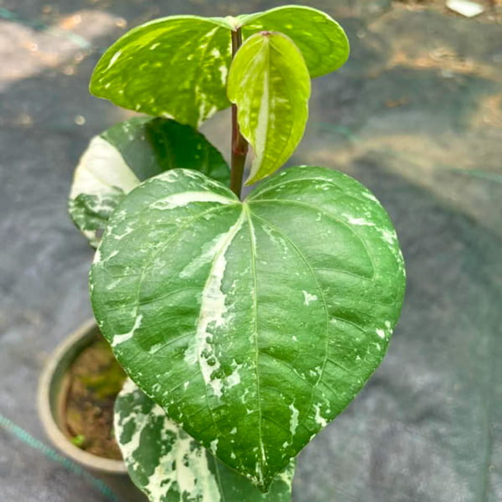 Перец 01 черный вариегатный