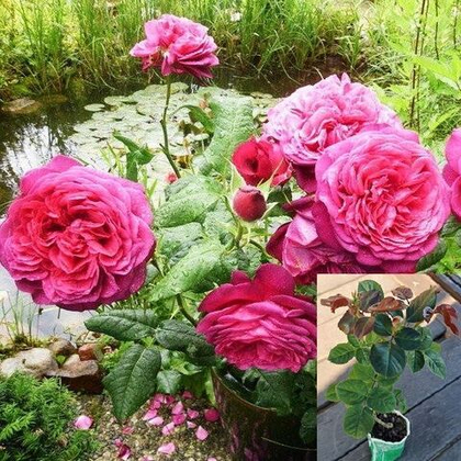 Роза Иоганн Вольфганг Фон Гете саженец с ЗКС.