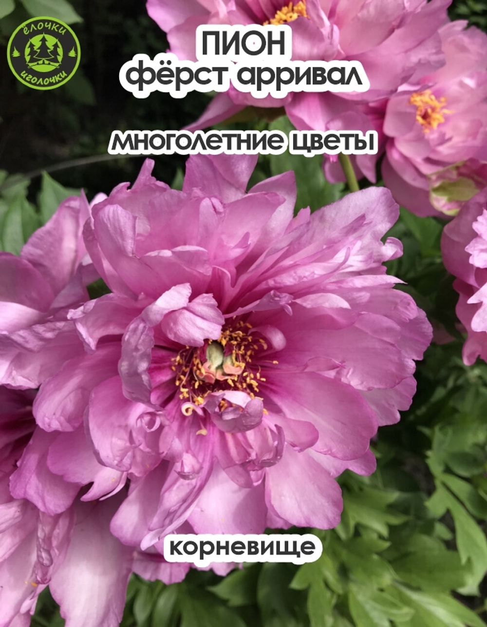 Пион Корневище, Ферст Арривал, 1шт