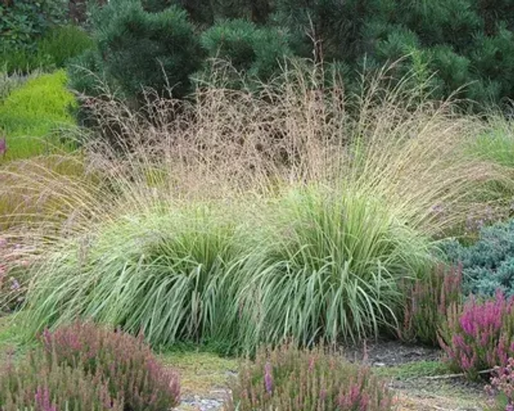 Молиния голубая 'Variegata' С2 15-20 см Закупка М43 май- июнь 2026