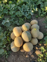 Радмила F1 семена дыни ( Yuksel Tohum / )