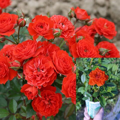 Роза Оранж Бэбифлор миниатюрная, саженец с ЗКС.