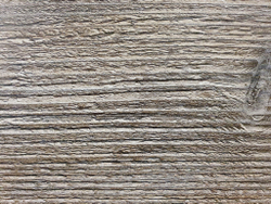 Сосна пасадена