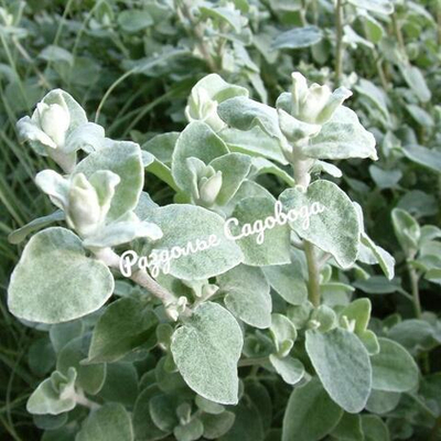 Гелихризум черешковый (горшок 0.4 л)