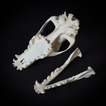 Череп собаки