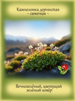 Камнеломка дернистая вечнолелёная
