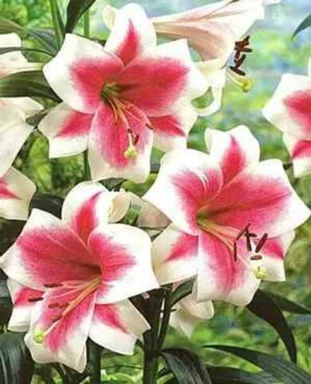 Лилия Триумфатор (5 шт) Волжский Сад