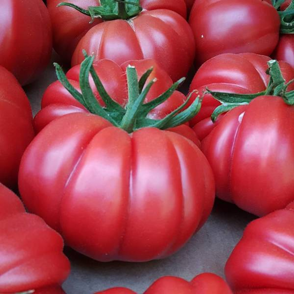 Томат Паво F1 5шт Мировые Семена VITA GREEN