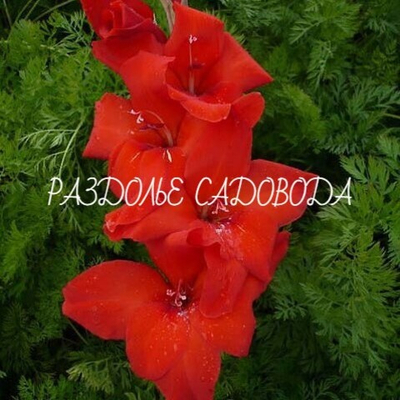 Гладиолус Манхэттен