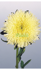 Астра однолетняя BENARY'S PRINCESS YELLOW