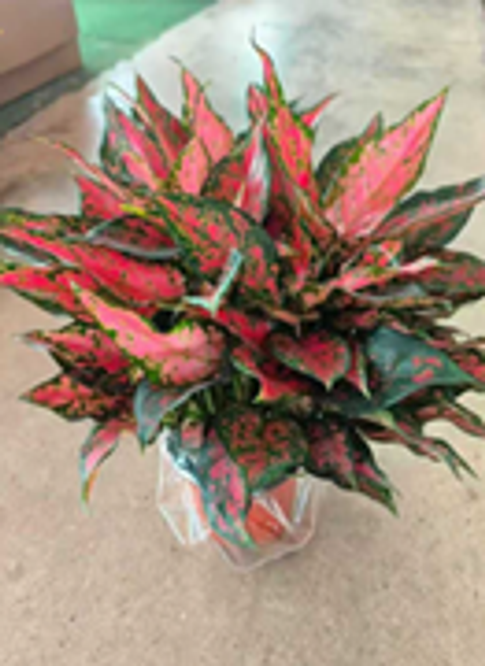 Аглаонема Green Leaf Angel д.15