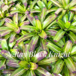 Неорегелия RAY'S BLACK NIGHT