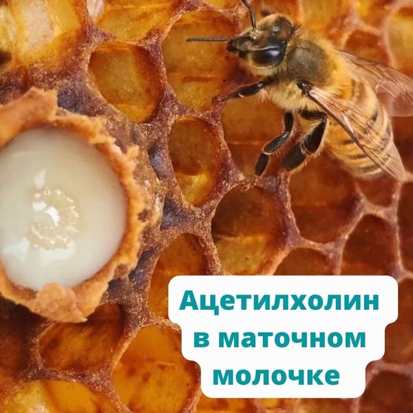 АЦЕТИЛХОЛИН В МАТОЧНОМ МОЛОЧКЕ