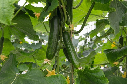 Огурец Йилдо F1