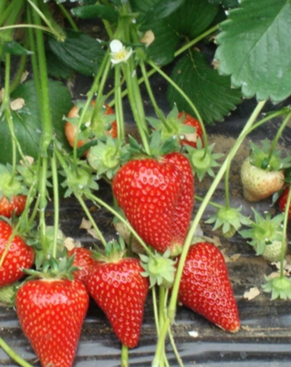 Клубника Джуси