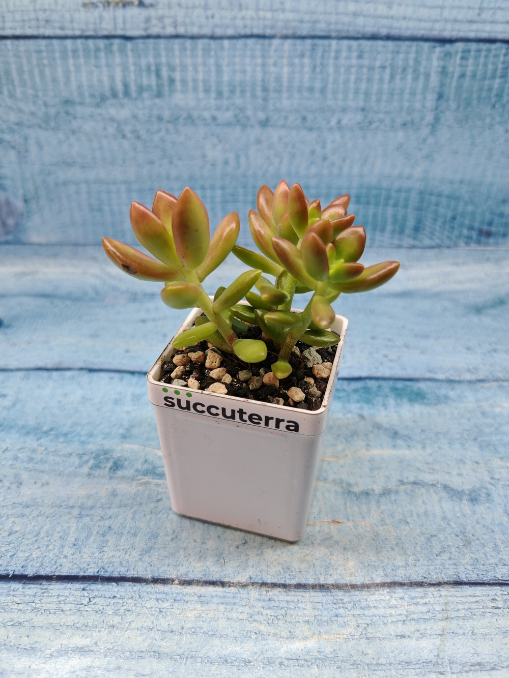 Sedum Nussbaumerianum (Седум)