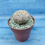 Astrophytum Asterias "Super Kabuto" (Астрофитум)