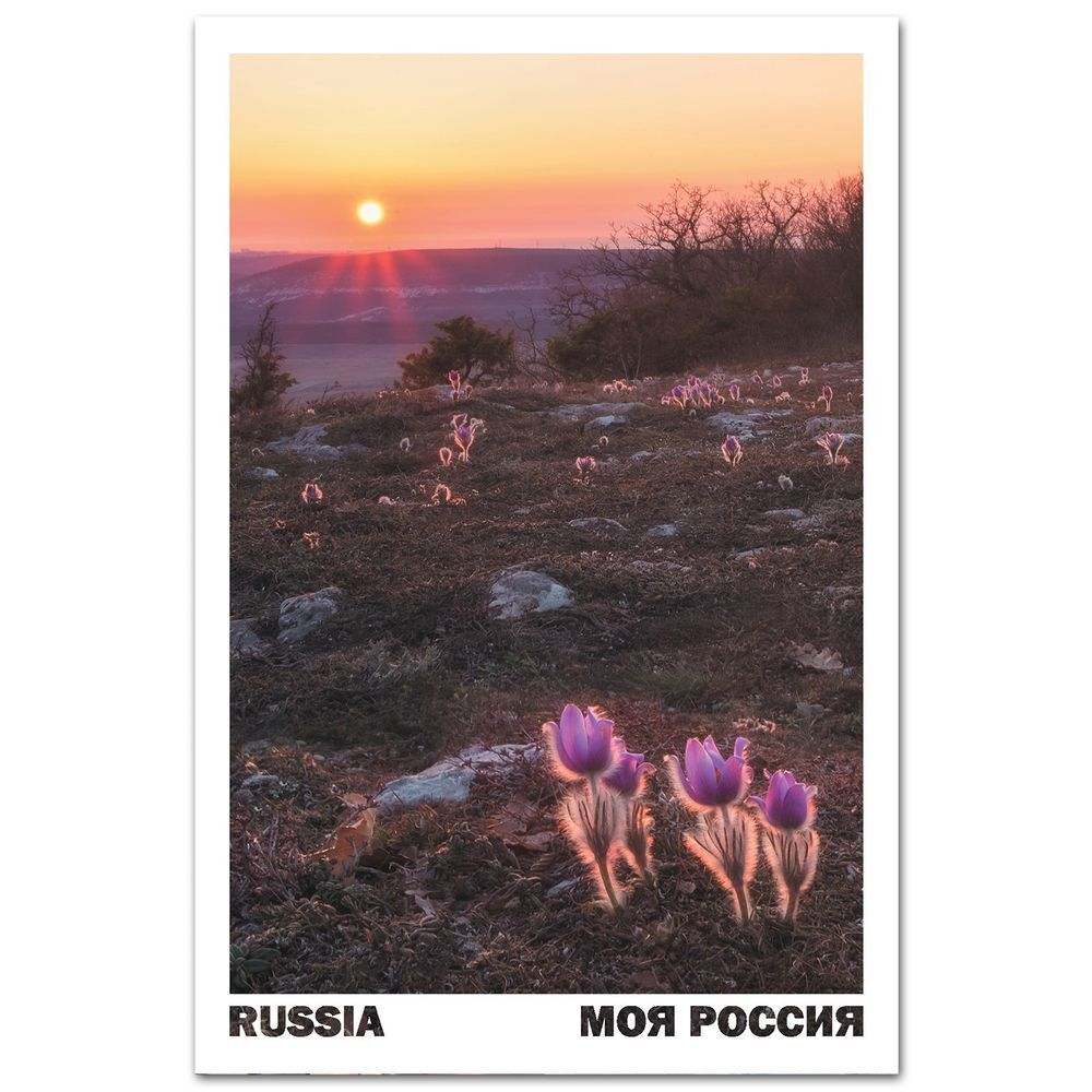 Цветение сон-травы. Село Терновка, Севастополь, Крым