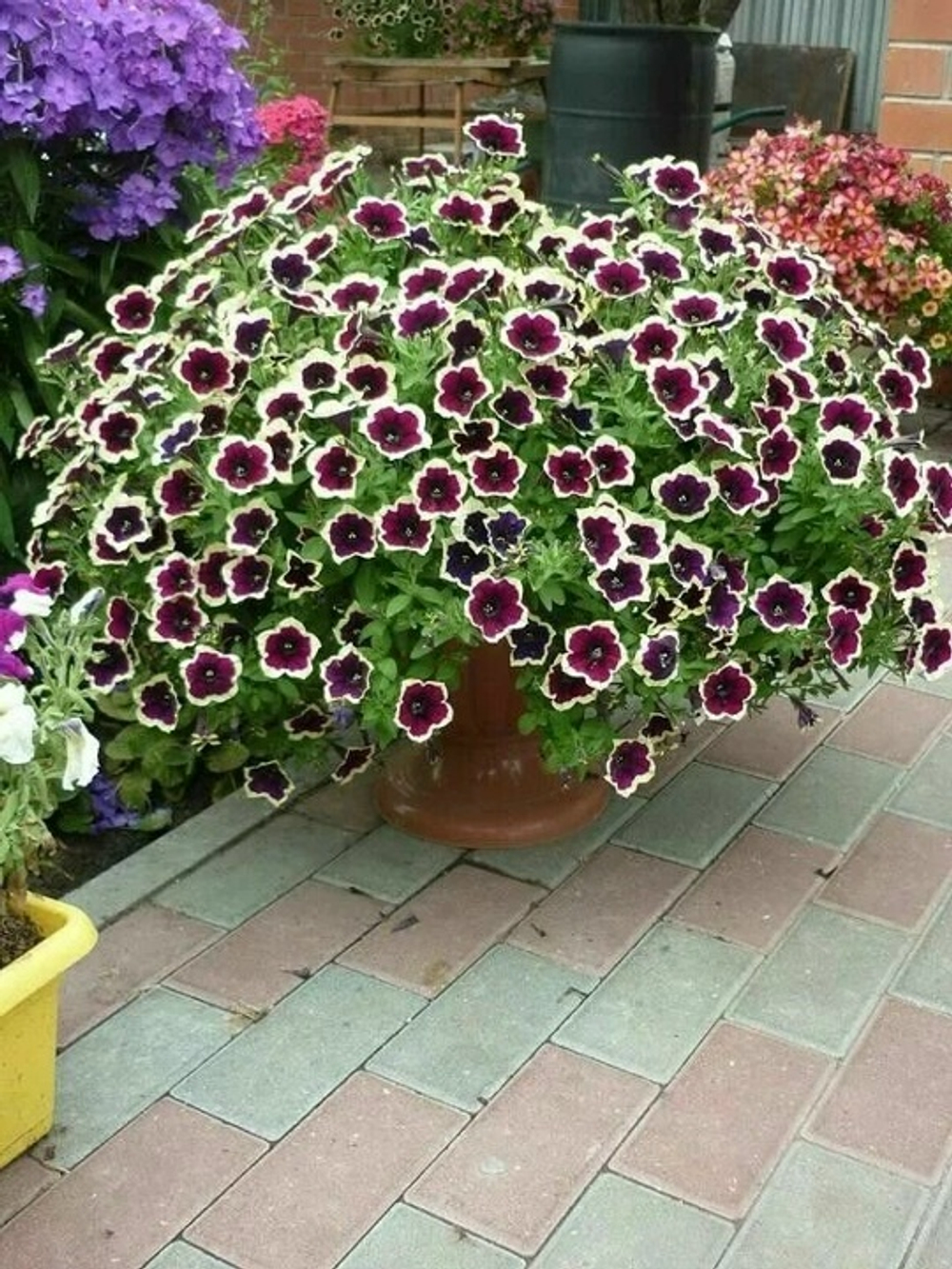 Петуния Каскадиас Рим Маджента