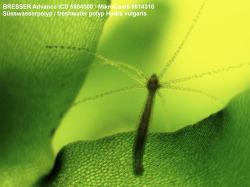 Микроскоп Bresser Advance ICD 10x–160x - фото 10