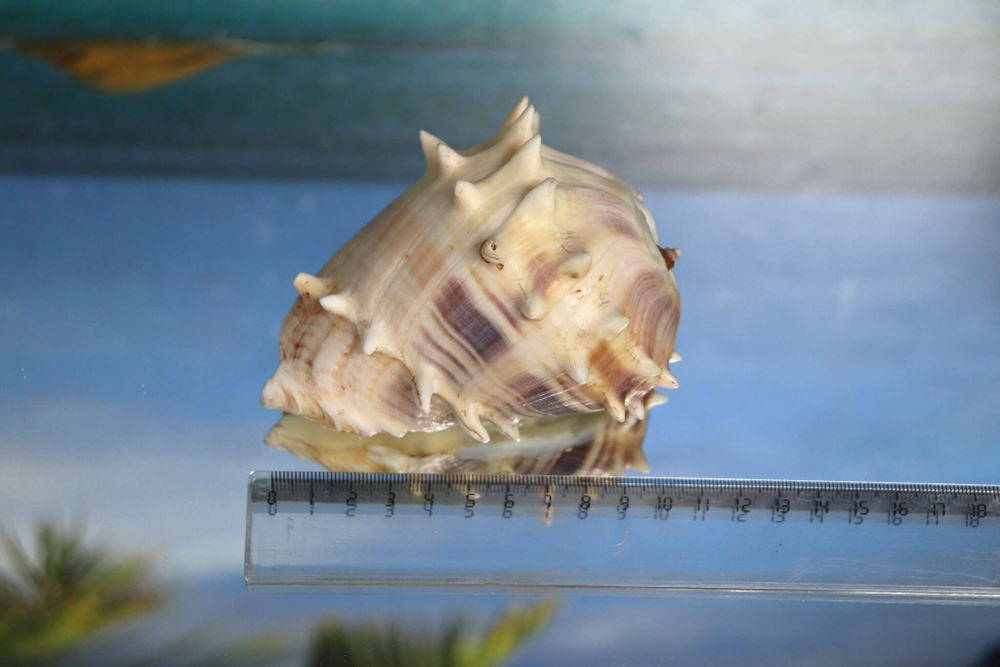Морская раковина Мелонгена мелонгена (Melongena melongena) 11 см.