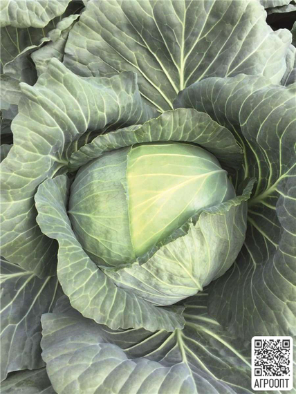 Репорт F1 семена капусты белокочанной (Bejo / Бейо) продукт – фото 3