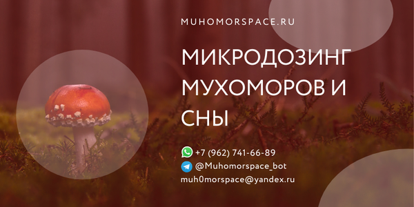 Микродозинг мухомора и сны